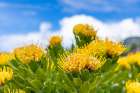 Aldeia da Cuada, Azores, Portugal. Yellow wildflowers on Flores Island. Art Print